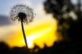 Outline silhouette of a dandelion flower in a field at sunset.