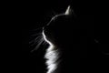Outline silhouette portrait of beautiful fluffy cat on a black background