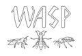Outline style wasps set and lettering isolated illustration on white background
