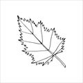 Outline tree leaf for the design of autumn products