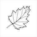 Outline tree leaf for the design of autumn products