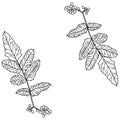 Outline twigs with long leaves and berries, doodle hand draw illustration, decorative plant branch