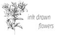 Outline vector flowers. Sketch flower drawn by ink. Contour clipart use design