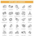 Web icons collection - nuts and berries. Vector symbols