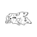 Outline vector illutration amoeba proteus, zoolgy science art