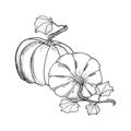Outline vector pumpkins composition. Black contour with white fill gourds and leaves. Autumn drawing for coloring page