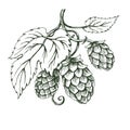 Outline vector sketch of hops branch