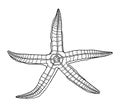 Outline vector starfish. Hand drawn black contour illustration. Graphic sea star isolated on white background. Nautical elements Royalty Free Stock Photo