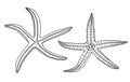 Outline vector starfish set. Hand drawn black contour illustration. Graphic sea stars isolated on white background. Nautical Royalty Free Stock Photo