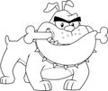 Outlined Angry Bulldog Cartoon Mascot Character With A Bone In His Mouth