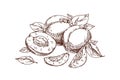 Outlined apricot drawing in detailed vintage style. Contoured hand-drawn etched engraved fruits, cut half, seed, leaf