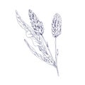 Outlined bistort. Vintage botanical sketch of Persicaria bistorta. Knotweed engraving. Snakeroot, meadow plant. Field