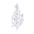 Outlined botanical sketch of Aconite flower. Wild wolfsbane in vintage style. Detailed drawing of floral plant. Aconitum