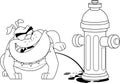 Outlined Bulldog Cartoon Mascot Character Peeing On A Fire Hydrant