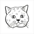 Outlined cat head drawing.Scottish straight cat illustration.