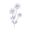 Outlined Chamomile flower branch. Vintage botanical drawing of wild field camomile. Sketch of floral plant with Royalty Free Stock Photo