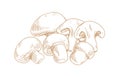 Outlined champignons mushrooms. Composition with whole edible fungi and their slices. Handdrawn vintage drawing of
