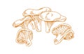 Outlined chanterelles or Cantharellus mushrooms, drawn in vintage style. Engraving drawing of edible wild fungi. Fungus