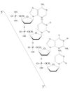 Outlined Deoxyribonucleic acid