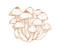 Outlined drawing of Armillaria, honey mushroom, or fungus. Bunch of contoured edible forest fungi. Hand-drawn vector