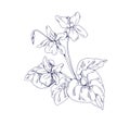 Outlined English common wood violet, garden flower. Botanical detailed retro drawing of floral plant. Sketch of Royalty Free Stock Photo