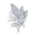Outlined engraved lilac flowers. Contoured Syringa, retro detailed botanical drawing. Blooming floral plant drawn in old