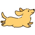 Outlined golden Miniature Dachshund jumping