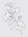 Outlined Grape Vine with Grapes Bunch