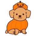 Outlined Halloween Toy Poodle illustration sitting front view