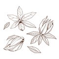 Outlined hand drawind geometrical blossoming flower pack, Ylang-Ilang line art