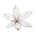 Outlined hand drawind geometrical blossoming flower, Ylang-Ilang line art