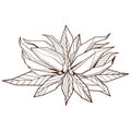 Outlined hand drawind geometrical blossoming flower, Ylang-Ilang line art