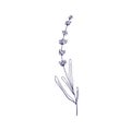 Outlined lavender flower. Lavanda on stem, etched contoured floral drawing. French Provence lavandula, lavander plant