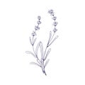 Outlined lavender flowers branches. Contoured French lavanda, floral plant. Botanical retro etched drawing of Provence