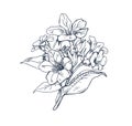 Outlined lungworts flowers, vintage botanical engraved drawing. Pulmonaria, blooming floral plant drawn in retro style