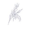 Outlined oat spikelets with ears and grains. Botanical vintage sketch of field cereal plant. Engraved drawing kernel