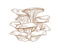 Outlined oyster mushrooms or fungi. Bunch of pleurotus ostreatus drawn in vintage style. Forest edible fungi. Contoured