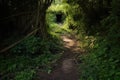 outlined path diverging into a well-trodden path and an overgrown one Royalty Free Stock Photo
