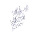 Outlined rocket larkspur flowers. Botanical drawing of floral plant. Detailed sketch of Consolida regalis. Field herb