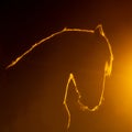 Silhouette of an Andalusian horse