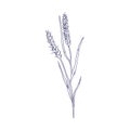 Outlined sketch of foxtail. Botanical vintage drawing of bristle grass. Black and white wild field plant. Detailed