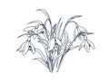 Outlined snowdrops, first spring flowers drawn in vintage style. Galanthus nivalis, retro botanical engraved drawing