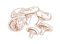 Outlined vintage drawing of niscalo, red pine mushroom, or saffron milk cap. Composition of edible wild fungi. Contoured