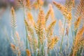 Outlines of grass against backdrop of bright setting sun. Outline of steppe plants against background of setting sun. Royalty Free Stock Photo