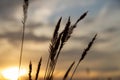 Outlines of grass against backdrop of bright setting sun. Outline of steppe plants against background of setting sun. Royalty Free Stock Photo