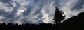 Outlines of a pine and moody sky