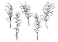 Outlines of Ruscus leaves. A set of vector isolated cliparts.