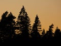 Outlines of trees in a forest at sunset. Evening scene in Dalsland, Sweden