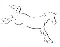 The Outlines Of A Young Stallion
