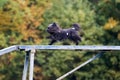 obedient small black Yorkshire Terrier running on dog agility competition